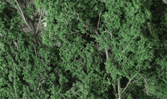 Woodland Scenics # F1130 Fine-Leaf Foliage / Dark Green