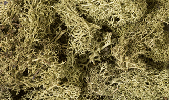 Woodland Scenics #L161 Lichen / Spring Green
