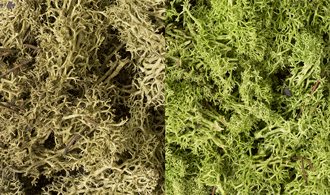 Woodland Scenics #L167 Lichen / Light Green Mix