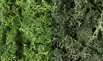 Woodland Scenic # L168 Lichen / Dark Green Mix